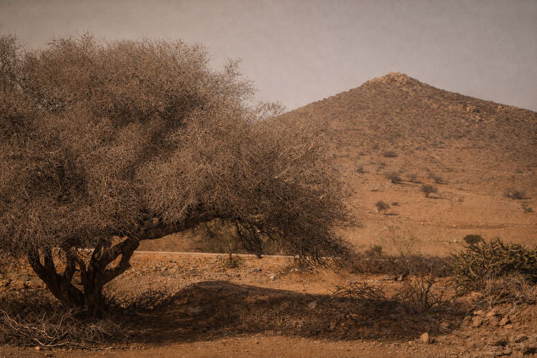Argan tree in a dry Moroccan landscape